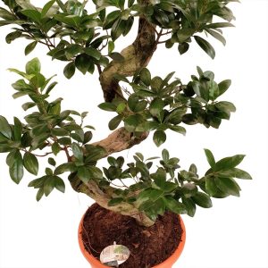 bonsai ficus ginseng