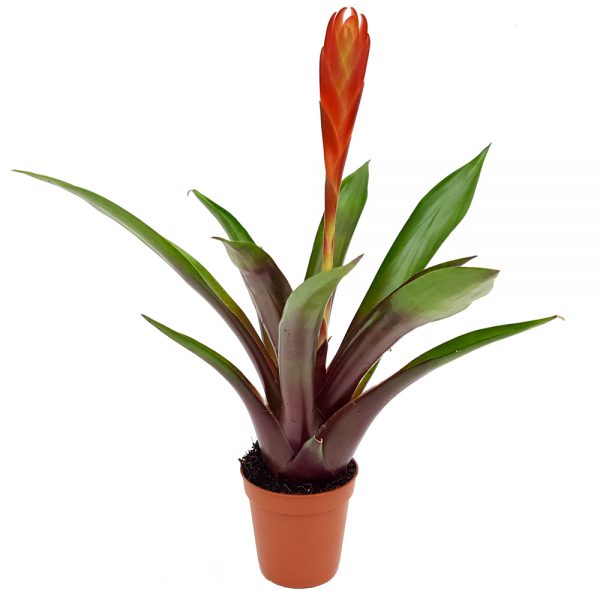 Bromelia micro mixt