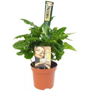 Coffea Arabica mica - Arbore de cafea