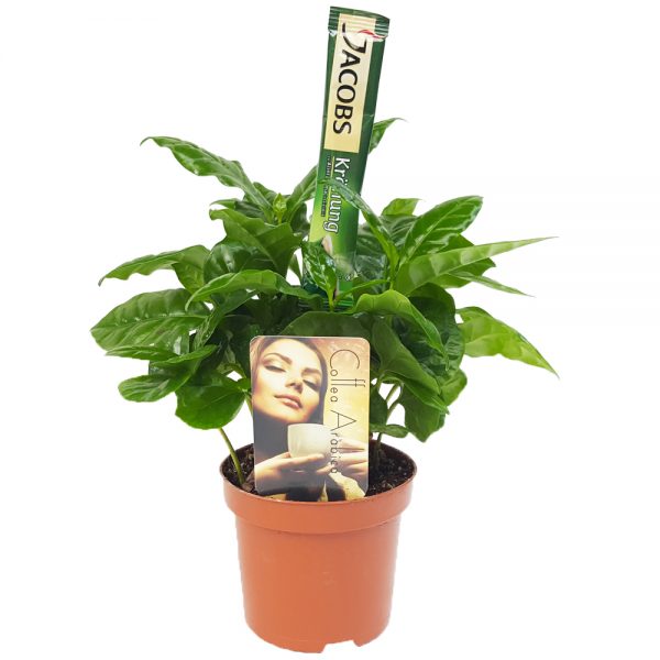 Coffea Arabica mica - Arbore de cafea