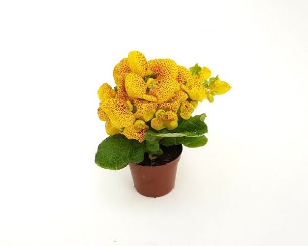 Calceolaria - Condurul doamnei - imagine 2