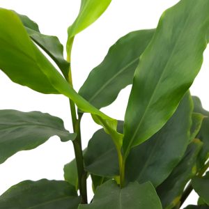 Cardamom - Scortisoara - imagine 2