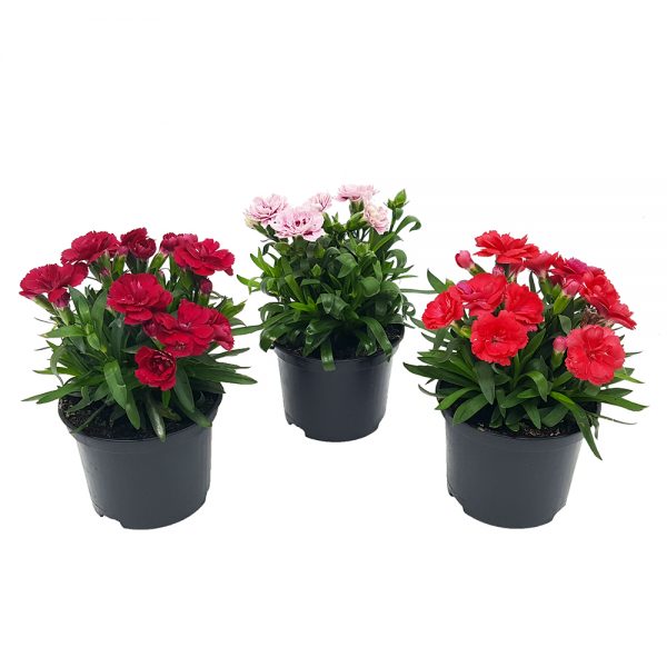 Garofite - Carnation standard