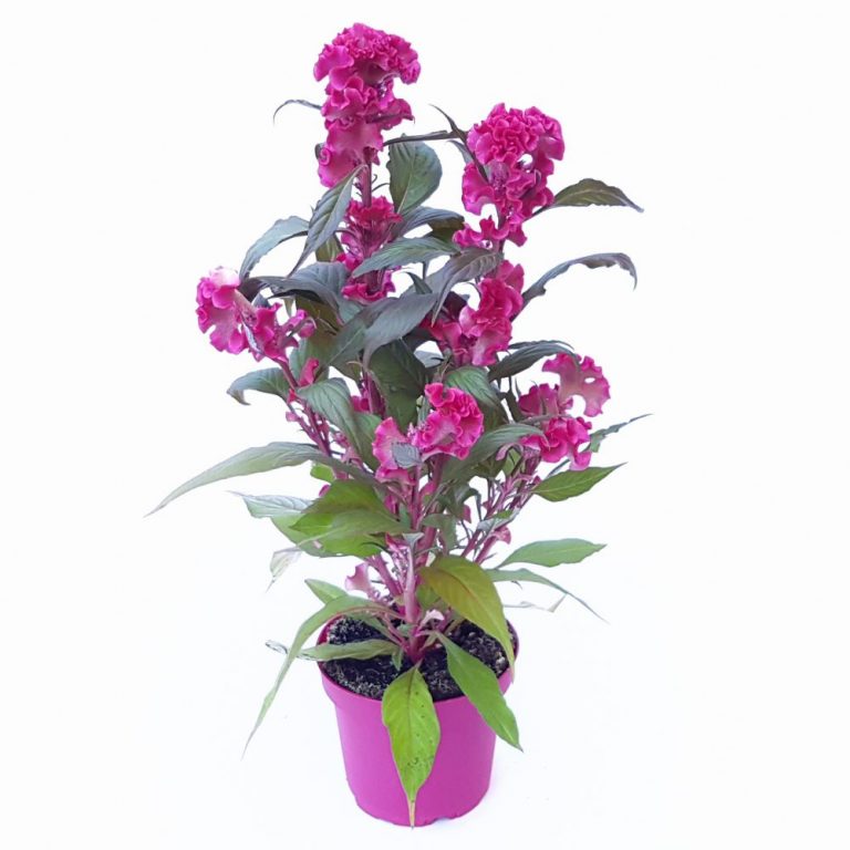 Celosia Hot Topic