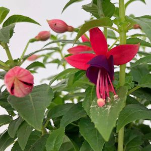 Fuchsia la ghiveci D13 - Cercelus - imagine 4