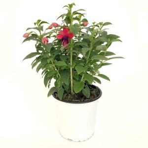 Fuchsia la ghiveci D13 - Cercelus - imagine 3