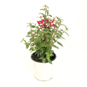 Fuchsia la ghiveci D13 - Cercelus - imagine 5