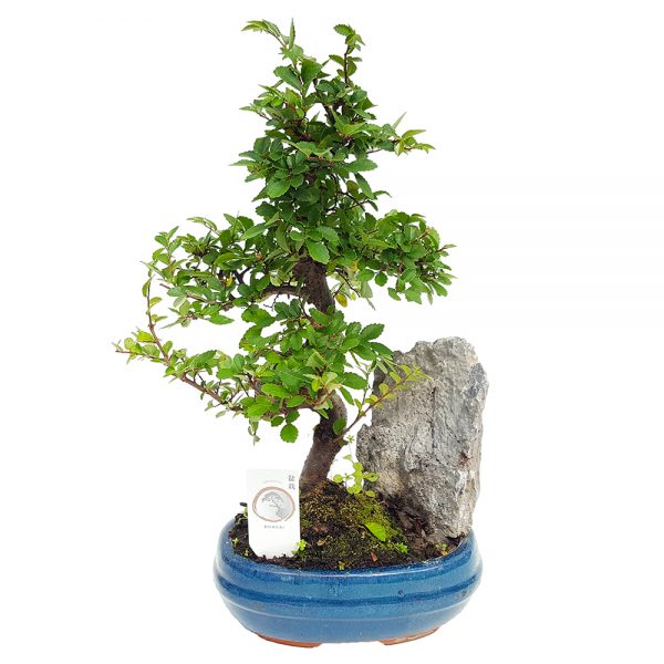 Bonsai in ghiveci D20 cu decor - imagine 2