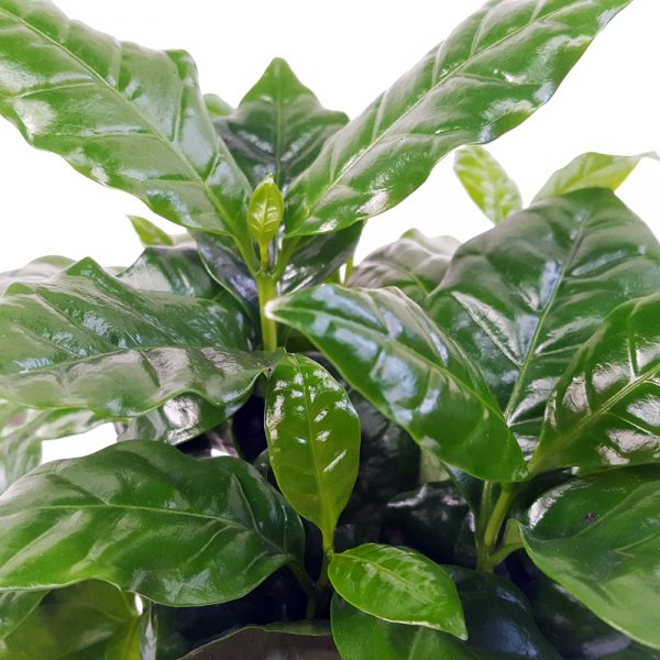 Coffea Arabica mica - Arbore de cafea - imagine 2