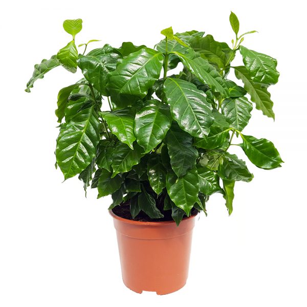 Coffea Arabica - Arborele de cafea