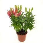 Lilium asiatic - Crin, plantă bulboasă cu flori multicolore pentru terasă și grădină