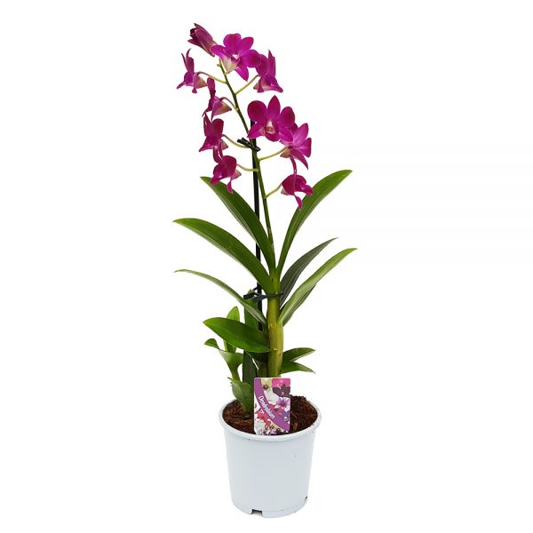 Dendrobium standard - Orhidee - imagine 2