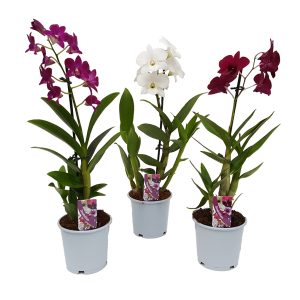 Dendrobium standard - Orhidee