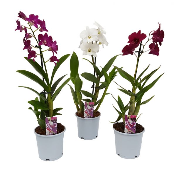Dendrobium standard - Orhidee