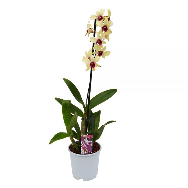 Dendrobium standard - Orhidee - imagine 4