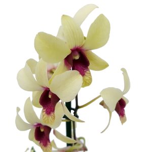 Dendrobium standard - Orhidee - imagine 5