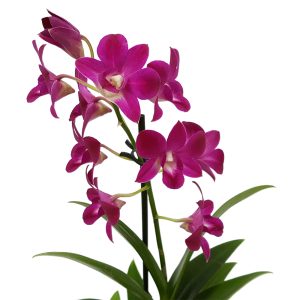 Dendrobium standard - Orhidee - imagine 3