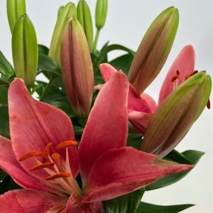 Lilium asiatic - Crin - imagine 2