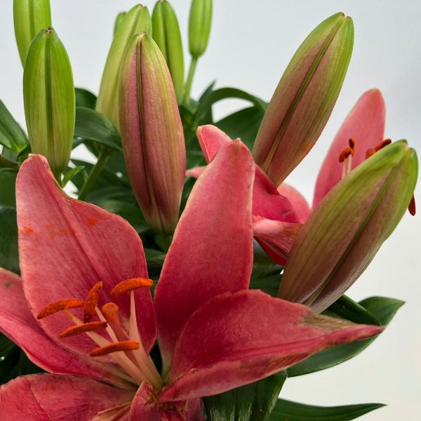 Lilium asiatic - Crin - imagine 2