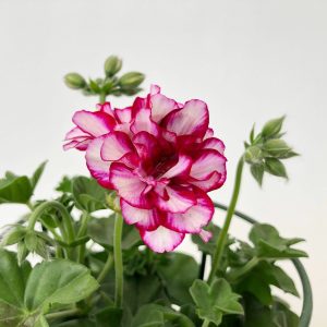 Muscata Curgatoare productie Romania - imagine 3