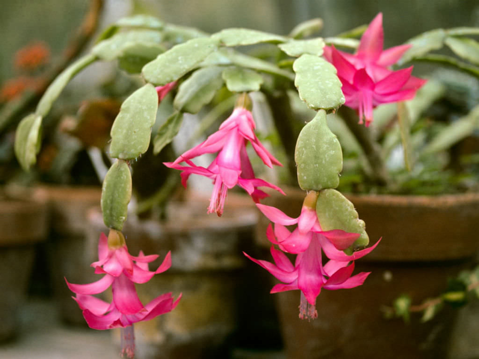 cactusul craciunului