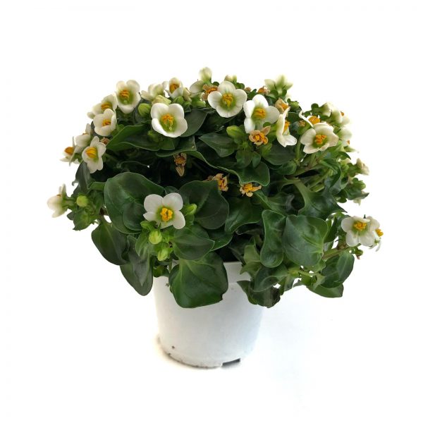 exacum mini alb