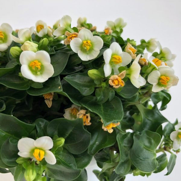 exacum mini alb floare