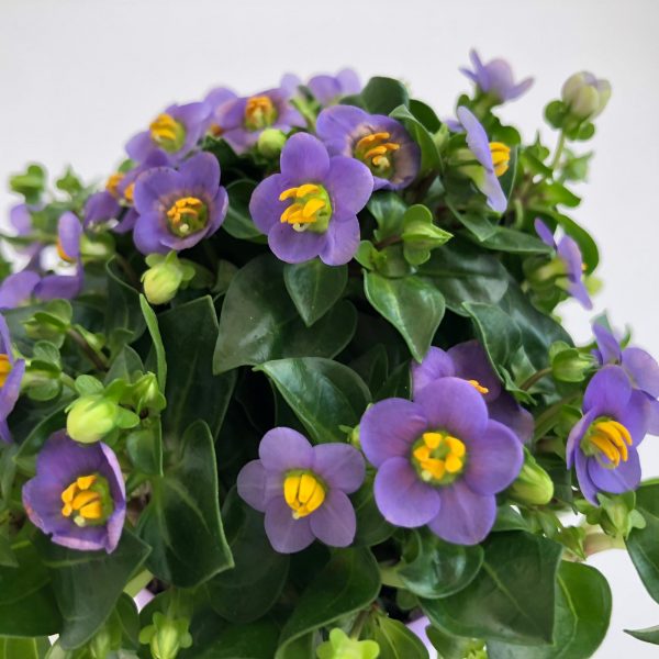 exacum mini mov floare