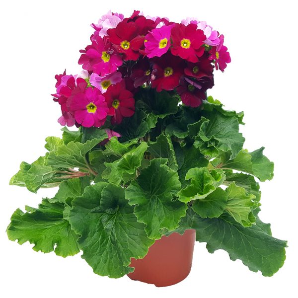 Primula obconica - imagine 2