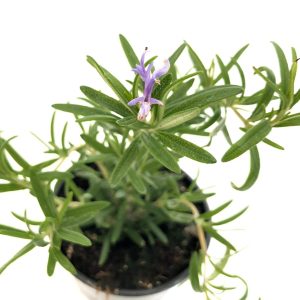 Rosmarin mic - Planta aromatica - imagine 2