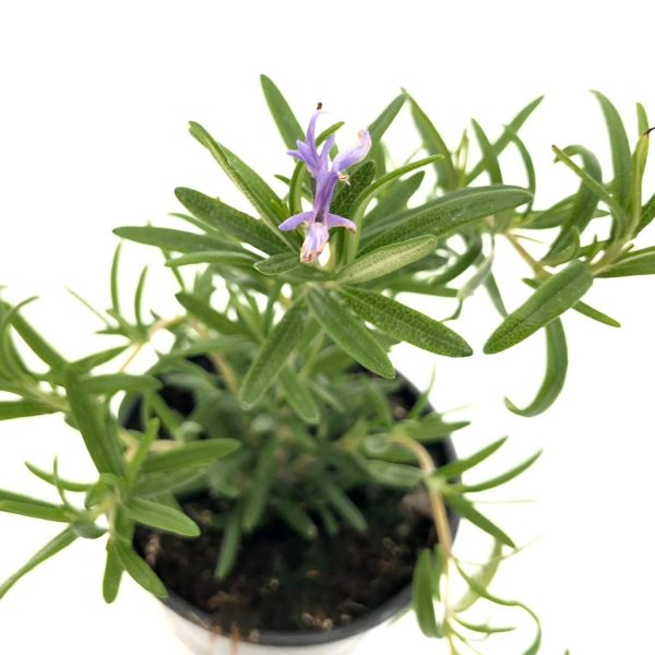 Rosmarin mic - Planta aromatica - imagine 2