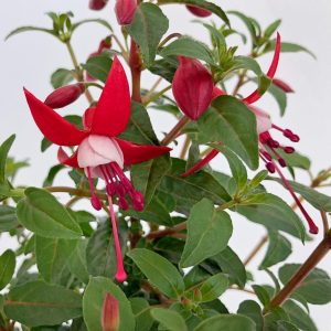 Fuchsia la ghiveci D13 - Cercelus - imagine 6