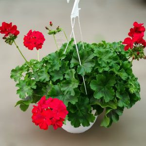 Muscate Bol Calliope productie Romania - imagine 3