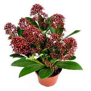 Skimmia Japonica Rubella - imagine 2
