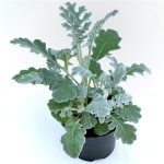 Senecio Maritima