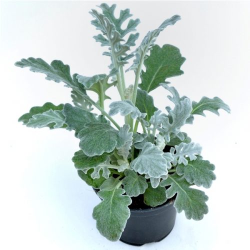 Senecio Maritima