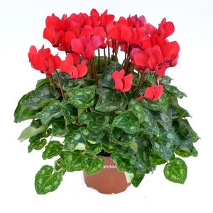 Cyclamen extra
