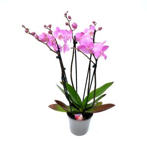 Phalaenopsis - Orhidee Premium - imagine 5