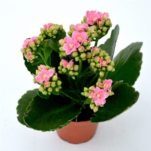 Kalanchoe mini - imagine 2