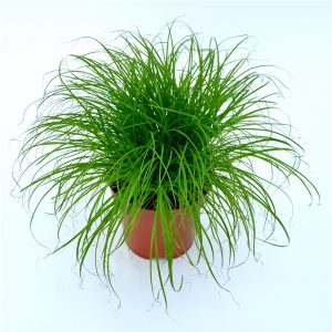 Cyperus - Iarba Pisici - imagine 2