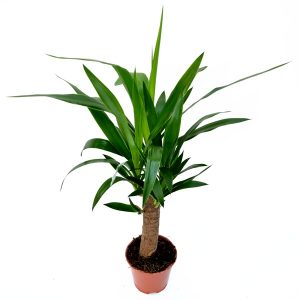 Yucca 1 Tulpina medie