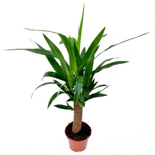 Yucca 1 Tulpina medie