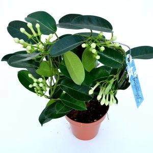 Iasomie de Madagascar - Stephanotis - imagine 4
