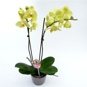 Phalaenopsis - Orhidee Premium - imagine 2