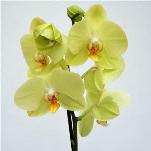 Phalaenopsis - Orhidee Premium - imagine 3