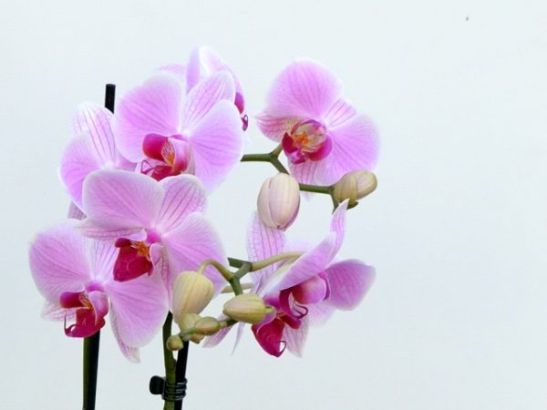 Phalaenopsis - Orhidee Premium - imagine 4