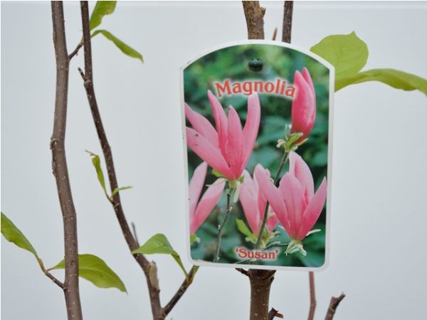 Magnolia Susan - imagine 4