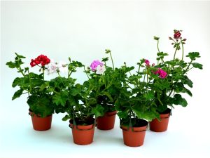 Muscata Curgatoare productie Romania - imagine 4