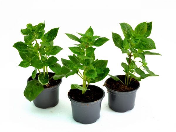 Busuioc-Basilicum (Planta aromatica) - imagine 3