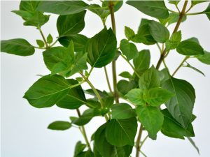 Busuioc-Basilicum (Planta aromatica) - imagine 4